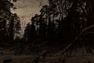 Волшебство зимней ночи в лесу: формат и размер на ваш выбор