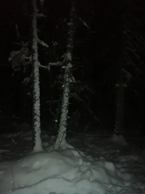Лесные пейзажи зимней ночи: скачивайте в JPG, PNG, WebP