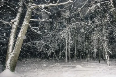 Фото лесов зимней ночи: выберите формат и наслаждайтесь