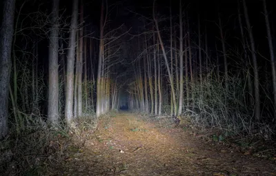 Леса ночью  фото