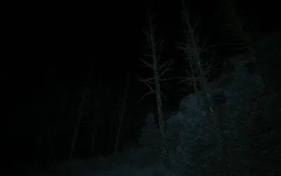 Новое изображение леса ночью: скачайте бесплатно