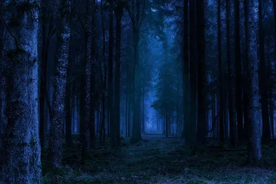 Сказочная атмосфера: фотографии ночных лесов