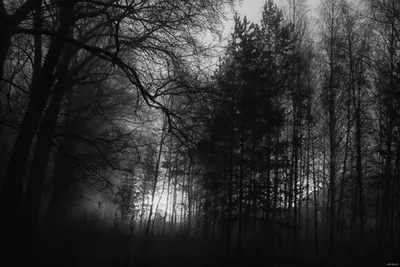 Мистическая привлекательность: фотографии леса ночью