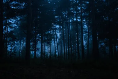 Загадочные красоты ночной природы: фото леса под звездным небом