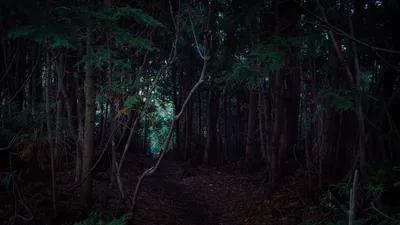 4K фотография леса в ночное время