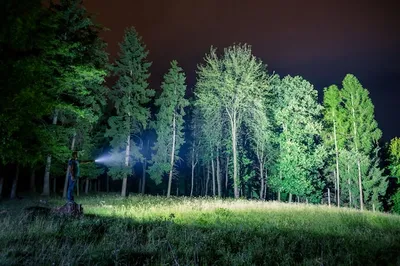 HD фон с изображением ночного леса