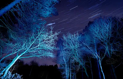 Лес ночью – красивейшая фотография 2024 года