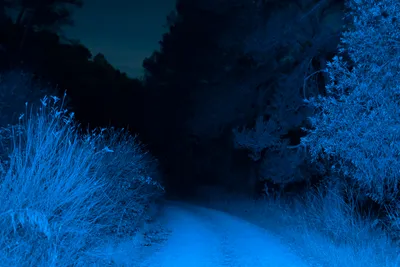 4K картинка леса ночью: реалистичность в каждом пикселе