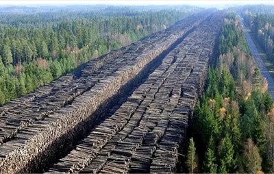 Фото удивительных лесов Сибири