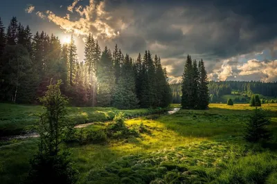 Фотогалерея: захватывающие леса Сибири