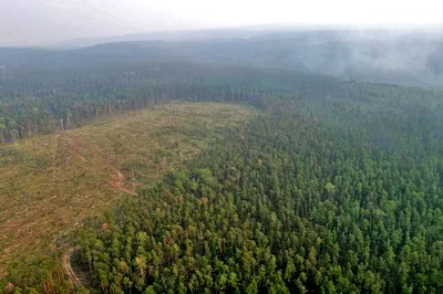 HD фотографии лесов Сибири: качество, которое поражает глаз 