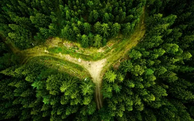 Фотографии леса на айфон и андроид.