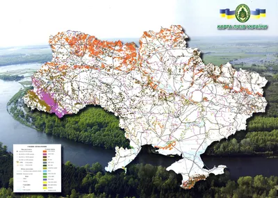 Украинские леса: объединение природы и красоты на фото