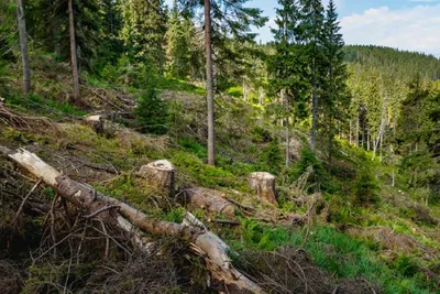 Глубина лесов Украины на ваших фото: скачать и наслаждаться