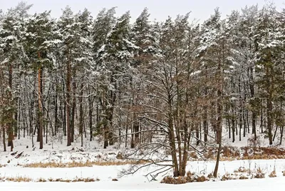 История и красота: фотографии лесов Украины