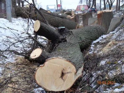 Природные уголки: фотографии уединенных лесных троп 