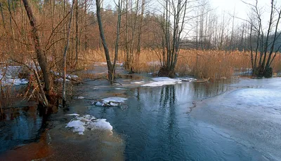 Красивые картинки леса