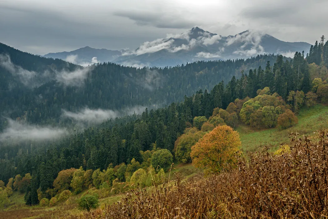 Лес северного кавказа