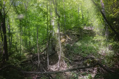 Рисунок природного района: искусство воссоздания лесной атмосферы