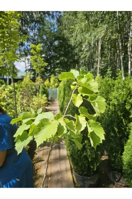 Картинка лещины в хорошем качестве