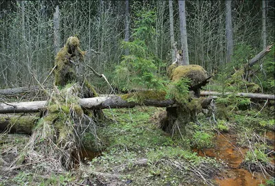 Уникальное фото Лешего в лесу: живописные образы природы