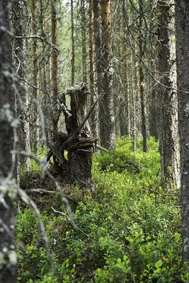 Фото Лешего в лесу: бесплатные картинки в высоком разрешении