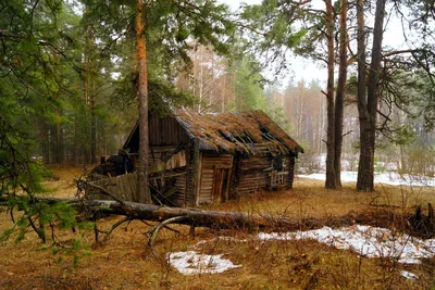 Фотка Лешего в лесу: красивый рисунок на айфон