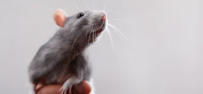 Фотография крысы в формате PNG
