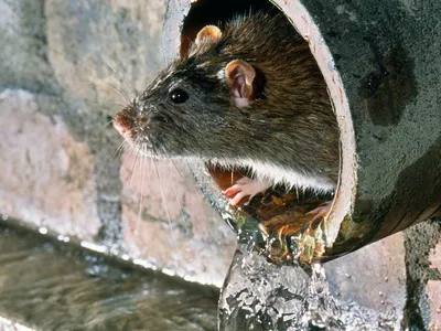 Лесная крыса на фото в WebP