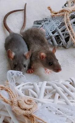 Уникальное изображение лесной крысы для скачивания в JPG