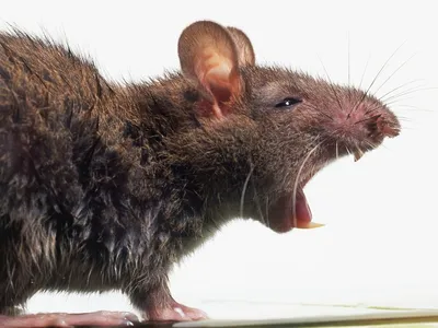 Фотка лесной крысы в формате PNG