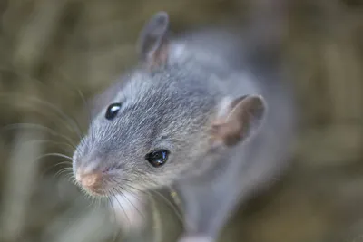 Уникальное фото лесной крысы в формате PNG