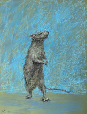Фотография крысы в JPG