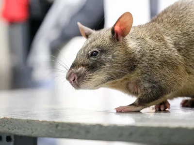 Удивительное изображение лесной крысы в WebP
