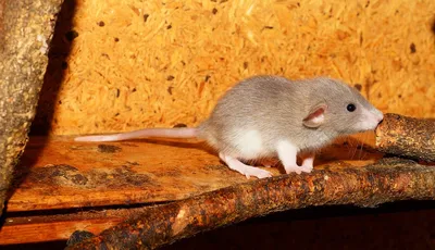 Изображение лесной крысы для скачивания в JPG