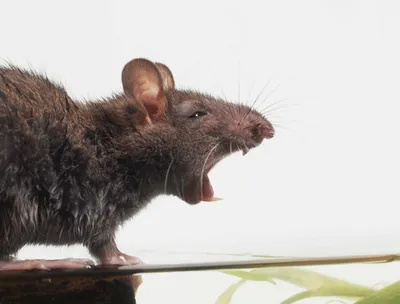 Фотка крысы в формате PNG