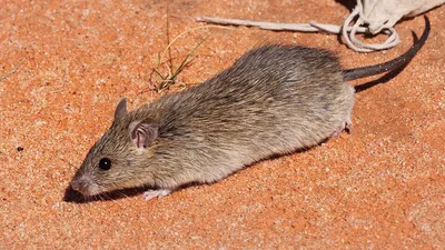 Фото лесной крысы в WebP