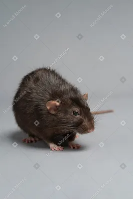 Уникальное изображение лесной крысы в JPG