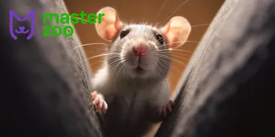 Фотография лесной крысы в WebP