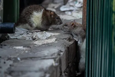 Уникальное изображение лесной крысы в формате JPG