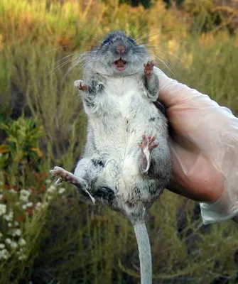 Фотка крысы в формате PNG