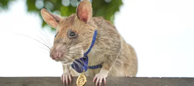 Фотография лесной крысы в формате PNG