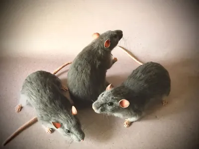 Изображение лесной крысы для скачивания в WebP