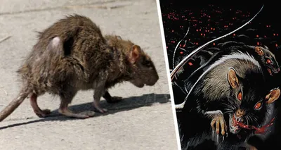 Фотография крысы в формате JPG