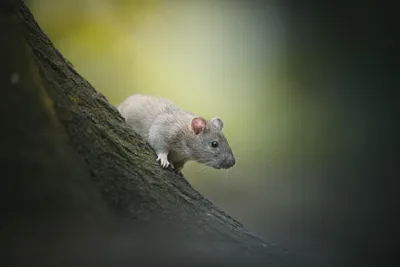 Фото крысы в формате PNG