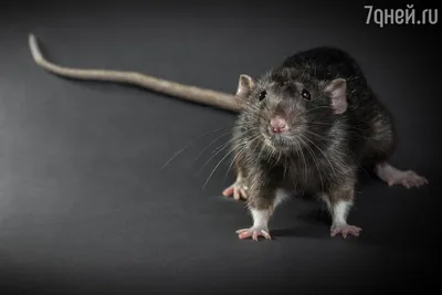Фотография лесной крысы в формате JPG