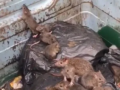 Фото лесной крысы в формате JPG