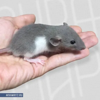 Уникальное изображение лесной крысы в WebP