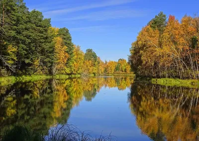 Открой для себя Лесное озеро верхнерусское с помощью фотографий