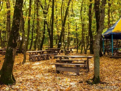 4K фото лесного озера Верхнерусское